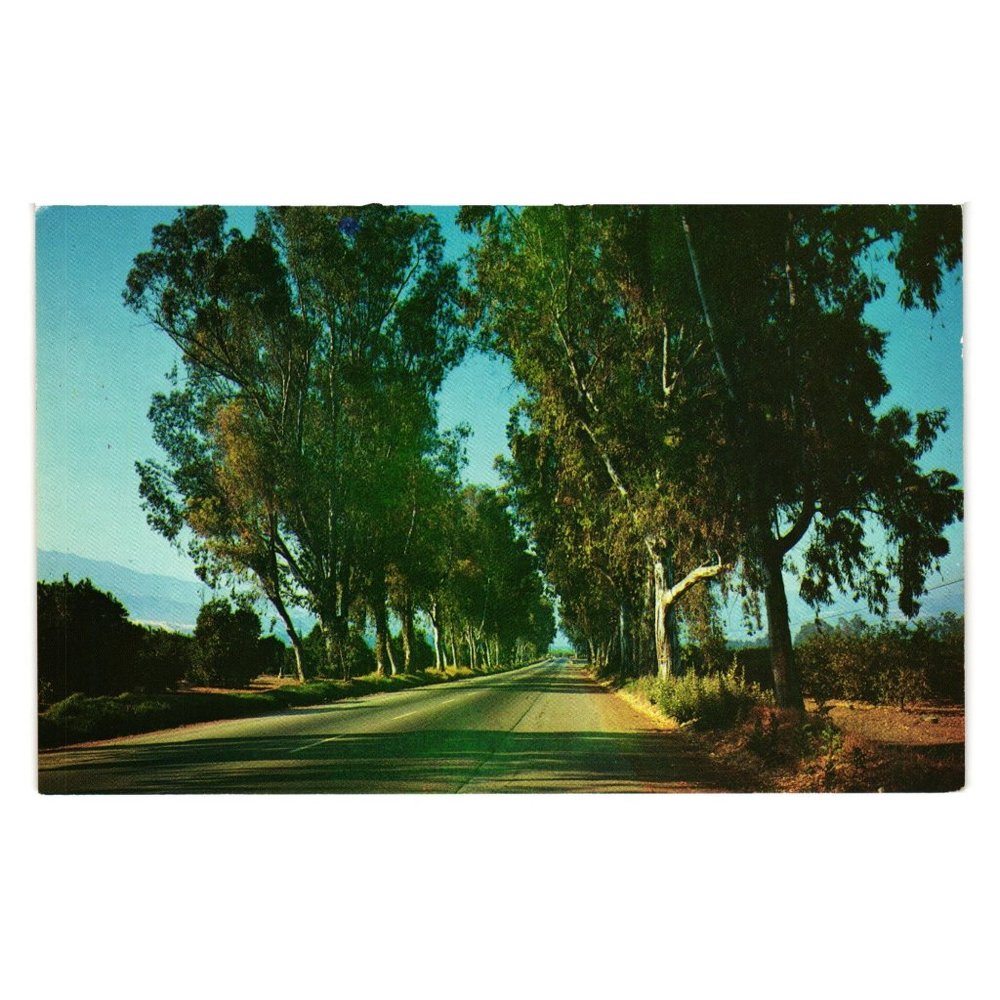 Vintage Postcard Eucalyptus Trees California Highway Travel Landscape Scenery